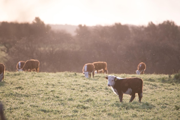 Photo des vaches qui paissent dans un champ