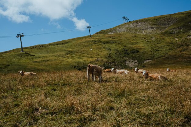 Des vaches qui paissent dans un champ