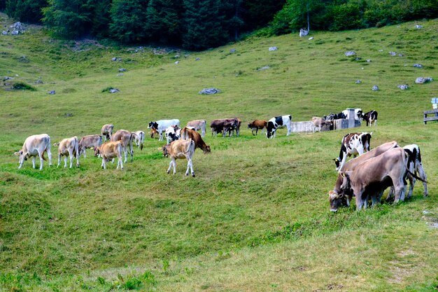 Des vaches qui paissent dans un champ