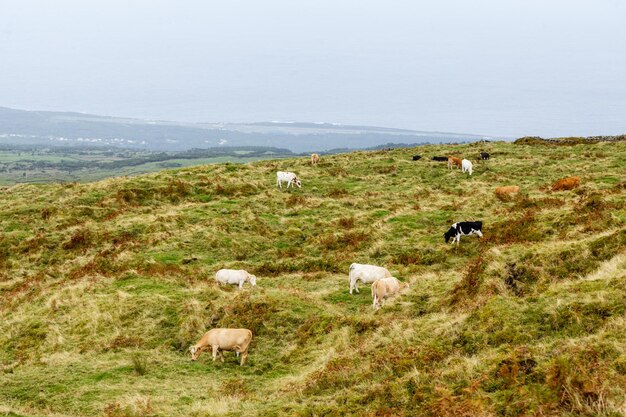 Photo des vaches qui paissent dans un champ