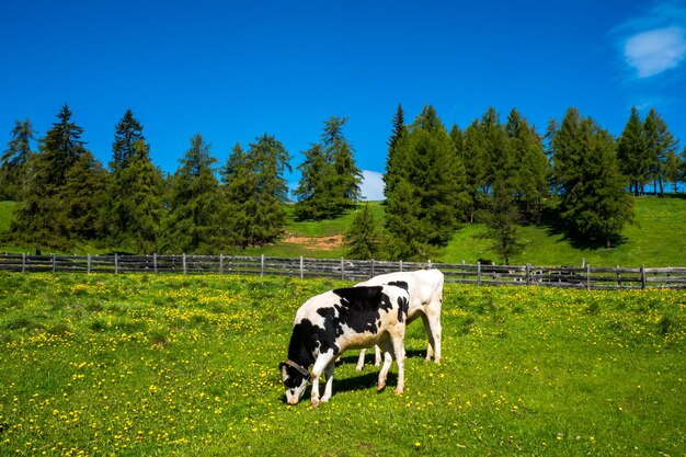 Photo des vaches qui paissent dans un champ