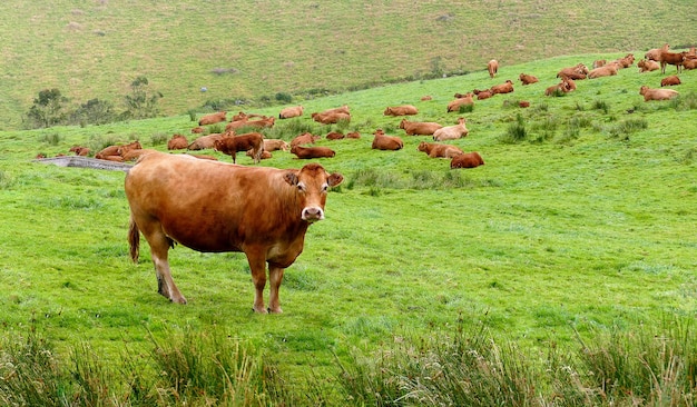 Vaches qui paissent dans une ferme de production de viande