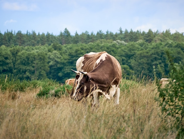 Vaches qui paissent dans les pâturages.