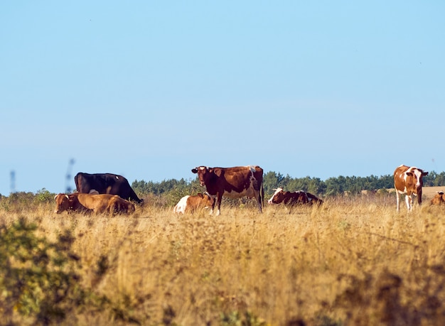 Vaches qui paissent dans les pâturages.