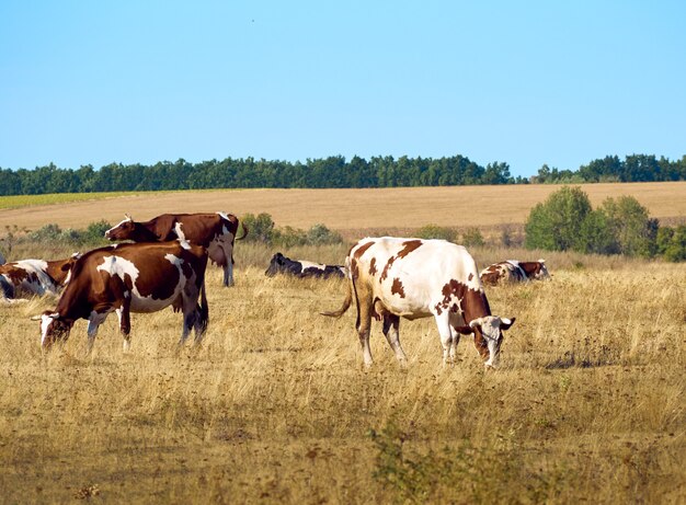 Vaches qui paissent dans les pâturages.