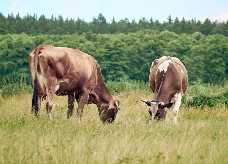 Photo vaches qui paissent dans les pâturages.