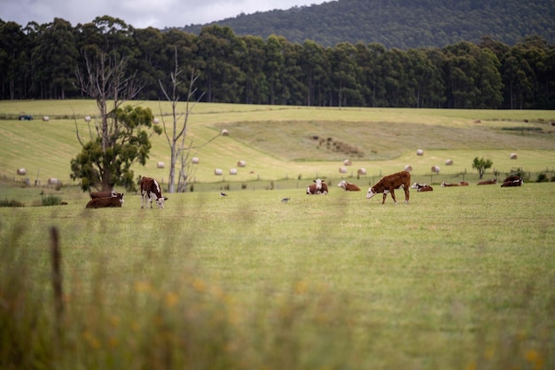 Vaches qui paissent dans un pré en Australie