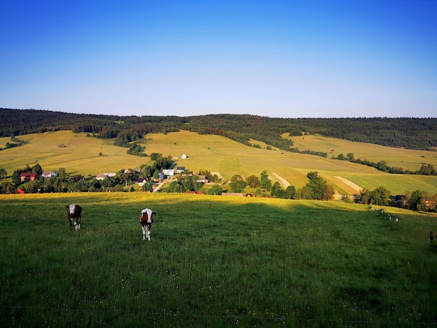 Photo des vaches qui paissent dans le pré, le ciel bleu en arrière-plan.