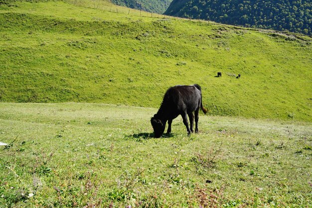 Vaches qui paissent dans un pré vert Troupeau de vaches domestiques qui paissent dans une vallée luxuriante par beau temps