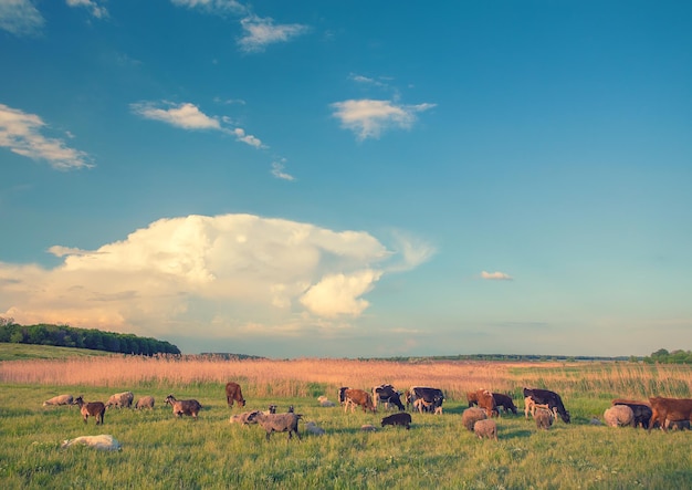 Vaches qui paissent dans un pré vert