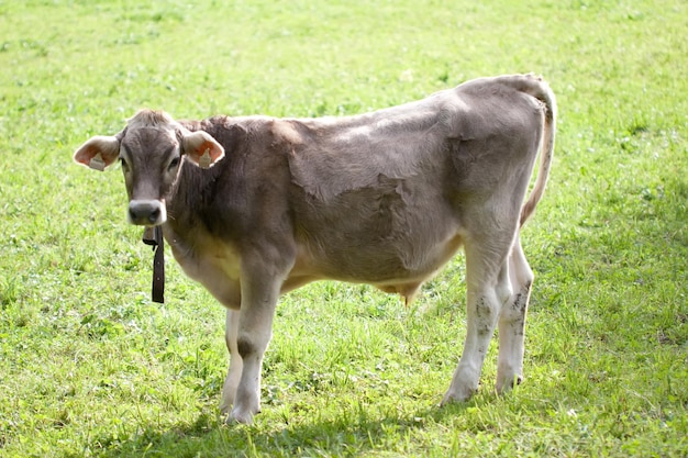 Vaches qui paissent dans le pré