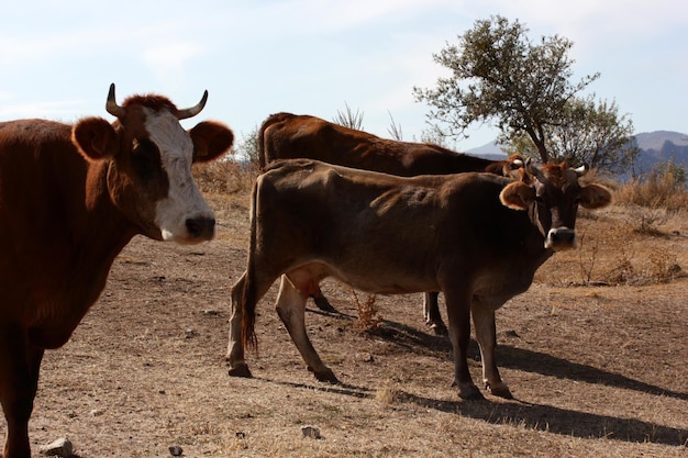 Vaches qui paissent librement dans la nature