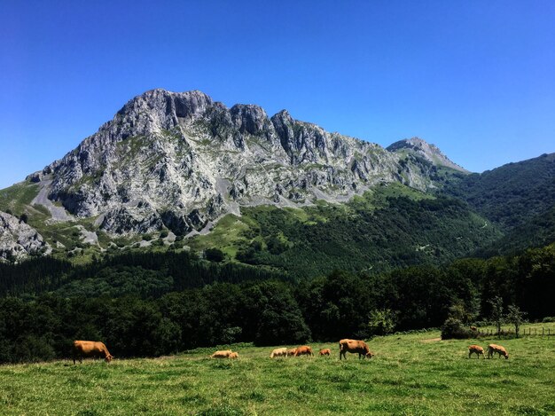 Photo vaches qui paissent sur des terres herbeuses