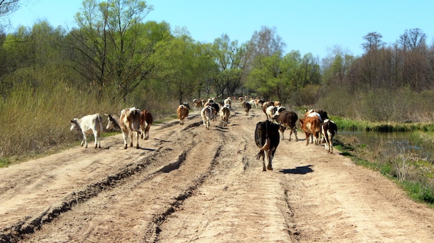 vaches qui reviennent du pâturage