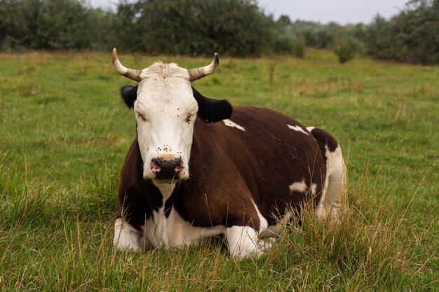 Les vaches rurales paissent sur un pré vert. La vie rurale. Animaux. pays agricole