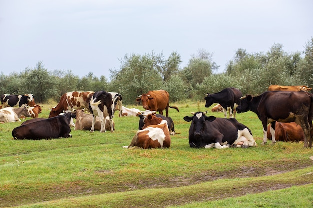 Les vaches rurales paissent sur un pré vert. La vie rurale. Animaux. pays agricole