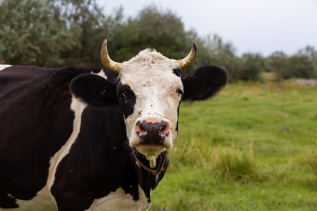 Les vaches rurales paissent sur un pré vert. La vie rurale. Animaux. pays agricole