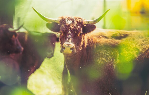 Les vaches de Salers rouges observées à travers le feuillage éclairé véritable photographie créative