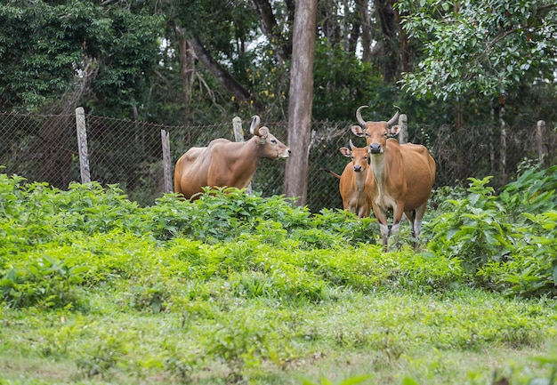 Vaches sauvages rouges