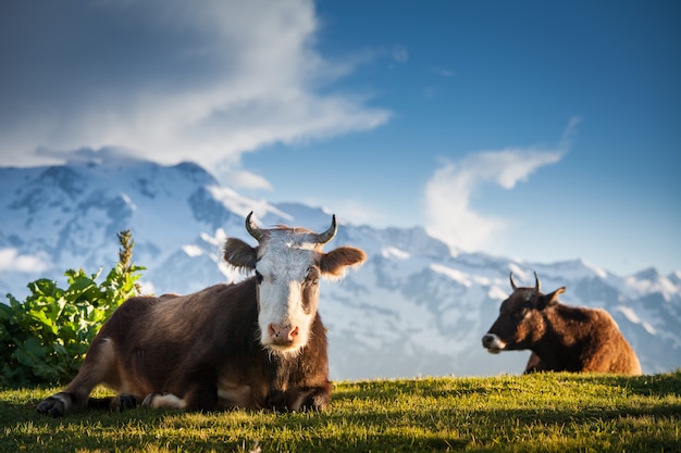 Photo les vaches se reposant sur les collines alpines dans les rayons du soleil