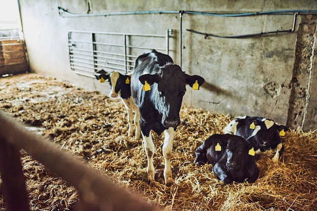 Ces vaches sont bien soignées Prise de vue en grand angle de deux veaux à l'intérieur d'une usine laitière