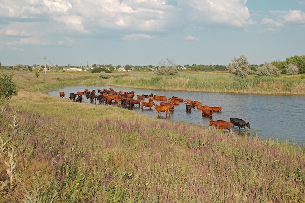 Des vaches sont sauvées de la chaleur estivale dans la rivière.