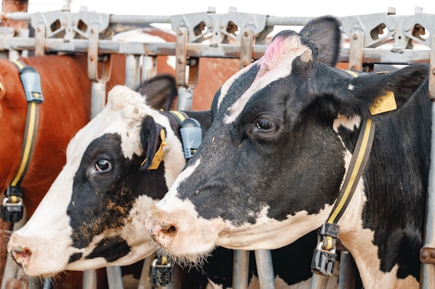 Vaches tachetées noir et blanc dans une ferme