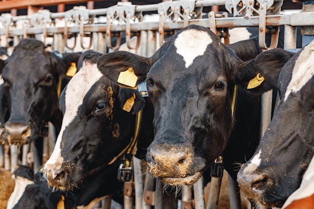 Vaches tachetées en noir et blanc sur une stalle de ferme