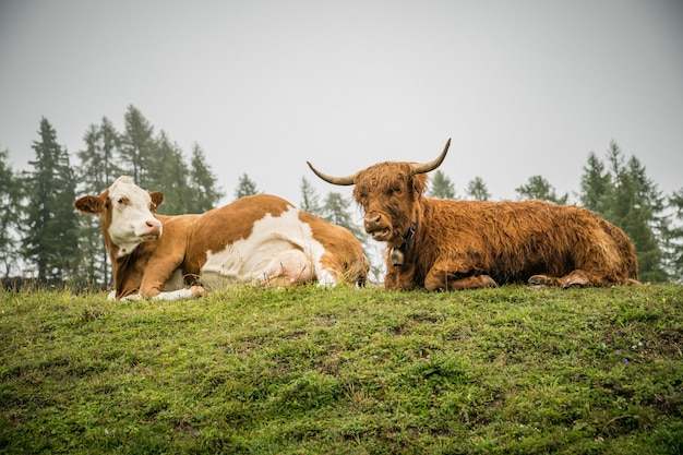 Vaches et taureaux paissent dans le pré dans les Alpes autrichiennes