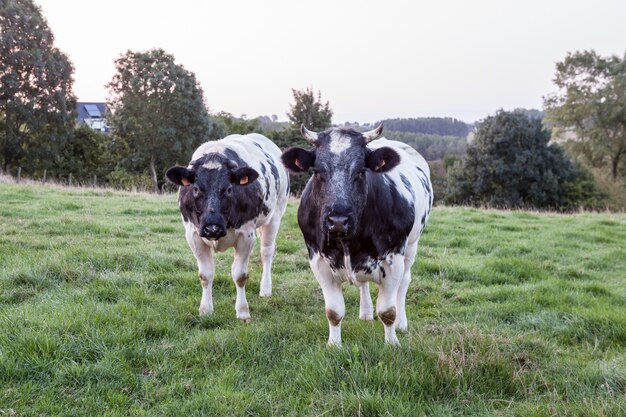 Vaches sur la terre