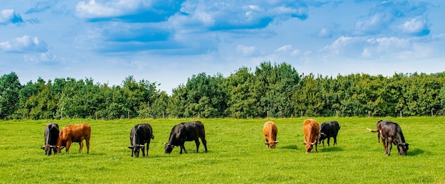 Vaches sur les terres agricoles Troupeau de vaches au champ vert d'été