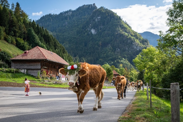 Vaches sur la transhumance annuelle à Charmey près de Gruyères, zone fribourgeoise sur les alpes suisses