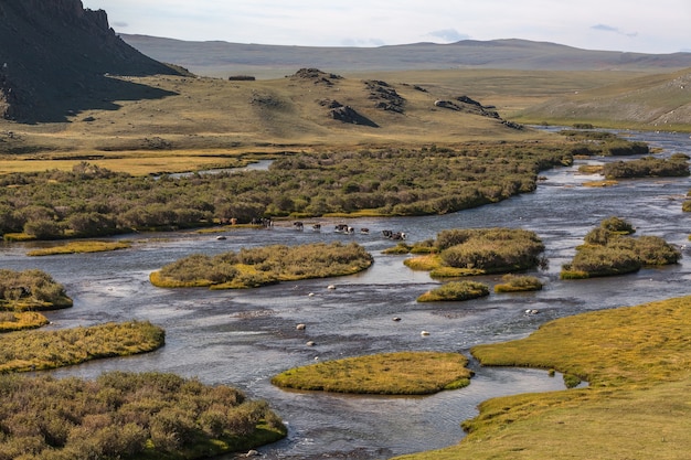 Les vaches traversent la rivière. Montagne de l'Altaï, Mongolie.