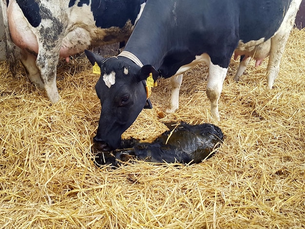 Des vaches avec un veau sur du foin.