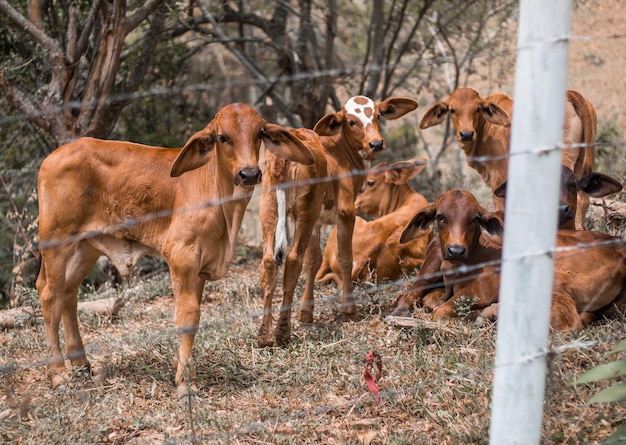 vaches veau