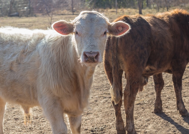 Vaches et veaux Brangus dans la campagne argentine