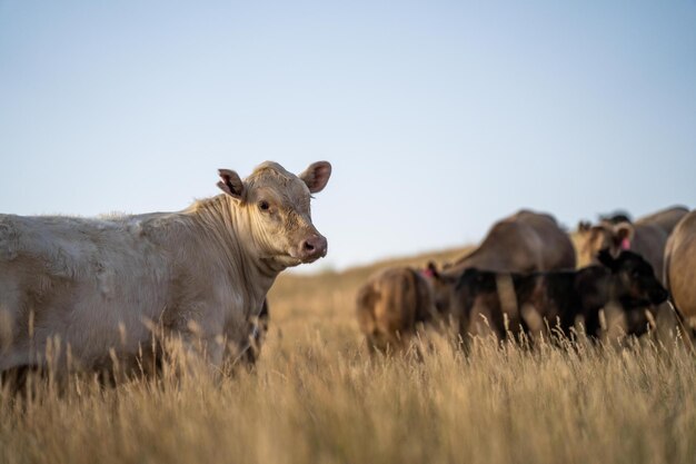 Photo les vaches et les veaux gras paissent sur l'herbe dans le sud-ouest de victoria, en australie, en été, sur des pâturages secs et hauts. les races comprennent le bétail angus et murray grey.