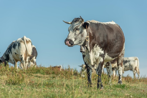 Les vaches vosgiennes se reproduisent en pâturage en montagne