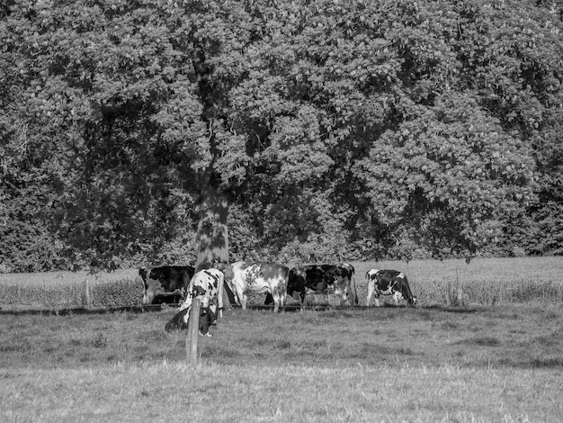 les vaches en Westphalie