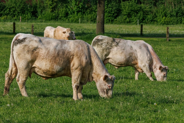 Photo les vaches en westphalie