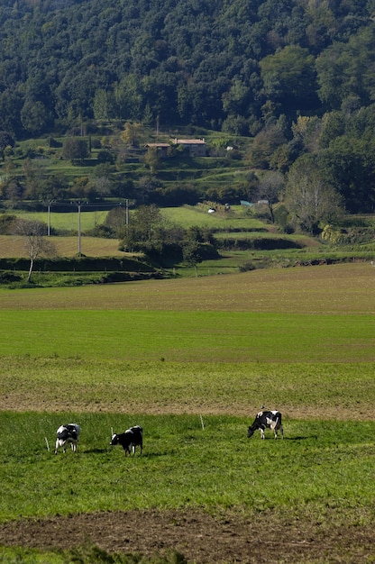 Les vaches