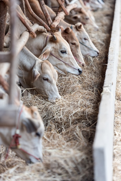 Les vaches