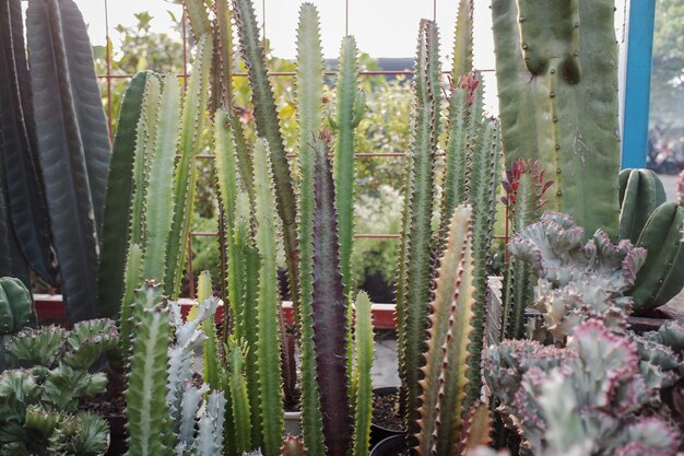 Photo validus haworth cactus plante qui pousse dans la cour plante tropicale