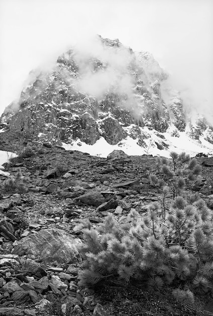 Vallée d'Aktru dans les montagnes de l'Altaï Roches et arbres dans la neige de printemps dans une vallée de montagne