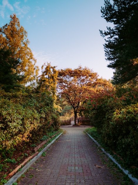 Vallée d'automne avec des buissons et des arbres de chute jaune