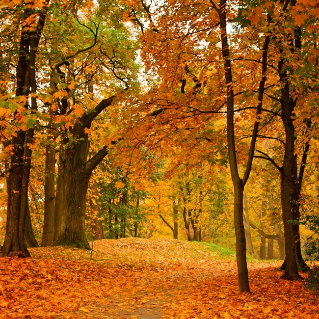 Vallée d'automne