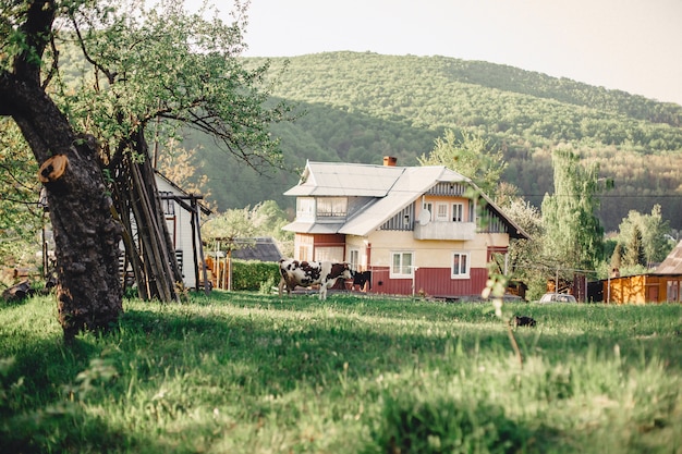 Photo vallée des carpates près du village avec vue sur les maisons et le bétail