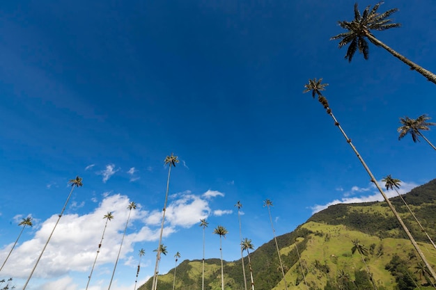 Vallée de Cocora avec des palmiers à cire géants près de Salento Colombie