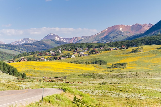 Vallée couverte de fleurs sauvages jaunes dans le Colorado.