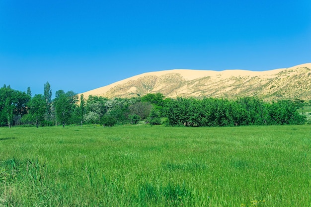 Vallée fleurie verte avec une grande dune de sable en arrière-plan